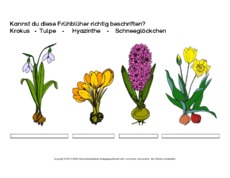 1-AB-Frühblüher-beschriften-1.pdf